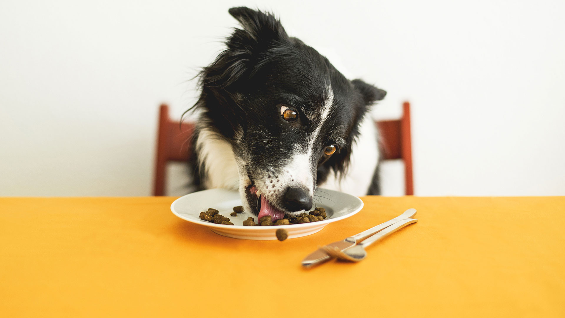 Understanding Your Dog s Nutritional Requirements Devoted Vets